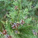 Platycladus orientalis cone